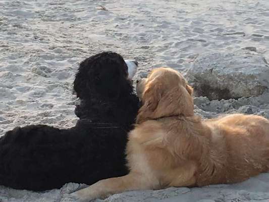 Dein Hund im Dogorama-Kalender 2021-Beitrag-Bild