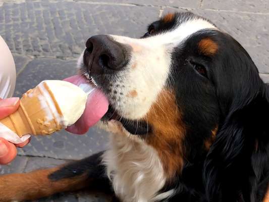 Die Dogorama Kalender Challenge Titelbild-Beitrag-Bild