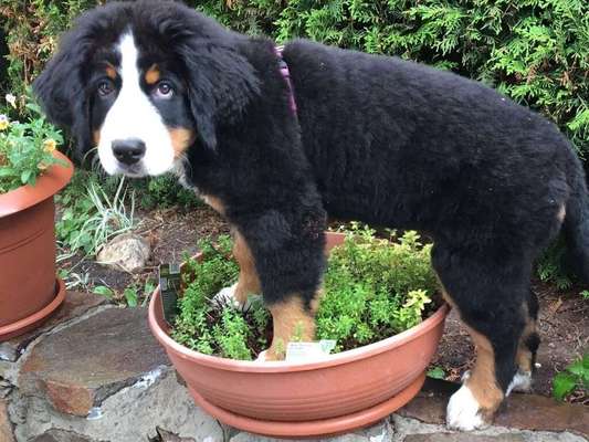 Dein Hund im Dogorama-Kalender 2021-Beitrag-Bild