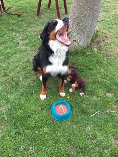 Dein Hund im Dogorama-Kalender 2021-Beitrag-Bild