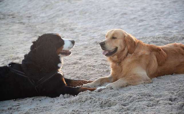 Dein Hund im Dogorama-Kalender 2021-Beitrag-Bild