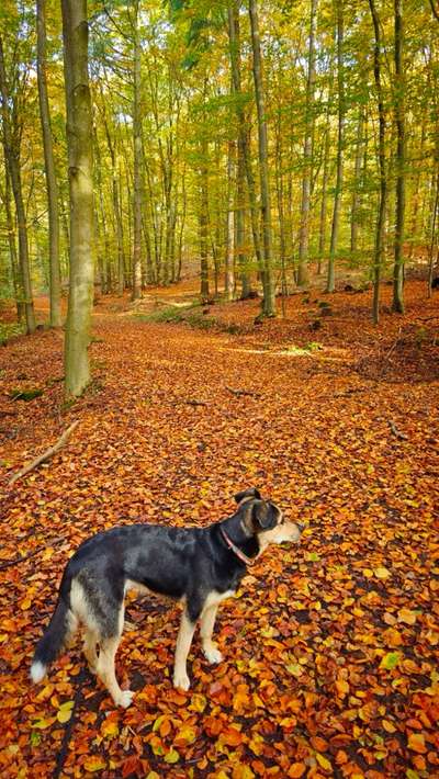 Hundetreffen-Gemütliche & bei Bedarf lange Gassirunde-Bild