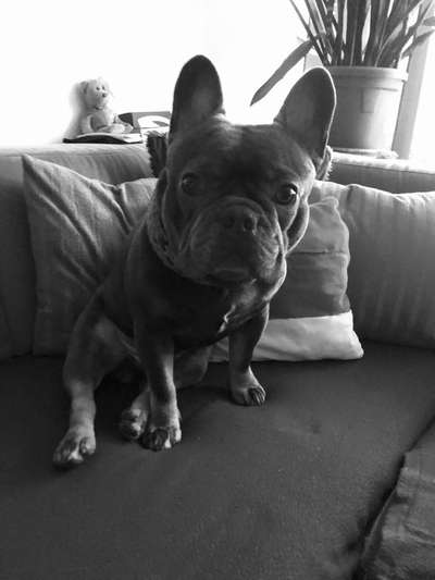 Dogorama Photo Challenge - Hundeblick zum hinschmelzen-Beitrag-Bild