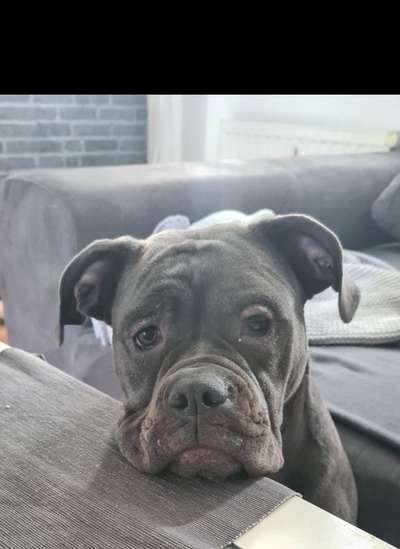 Dogorama Photo Challenge - Hundeblick zum hinschmelzen-Beitrag-Bild