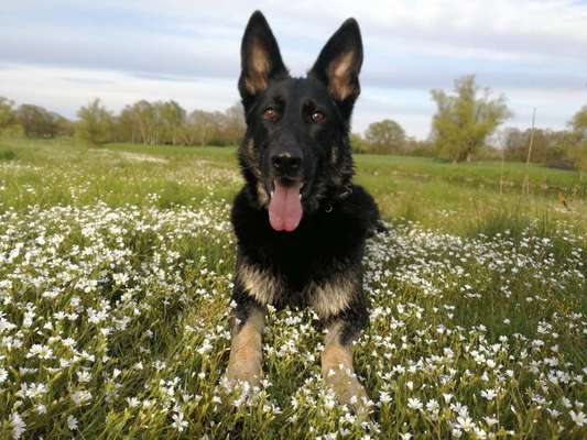 Die Dogorama Kalender Challenge Titelbild-Beitrag-Bild