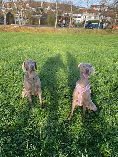 Hundetreffen-Spielfreund zum Gassigehen-Bild