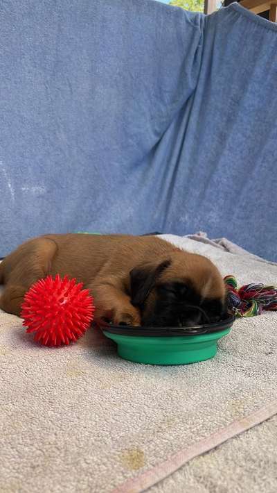 Dogorama Photo Challenge - Rund-Beitrag-Bild