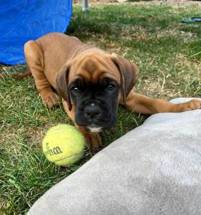 Dogorama Photo Challenge - Rund-Beitrag-Bild