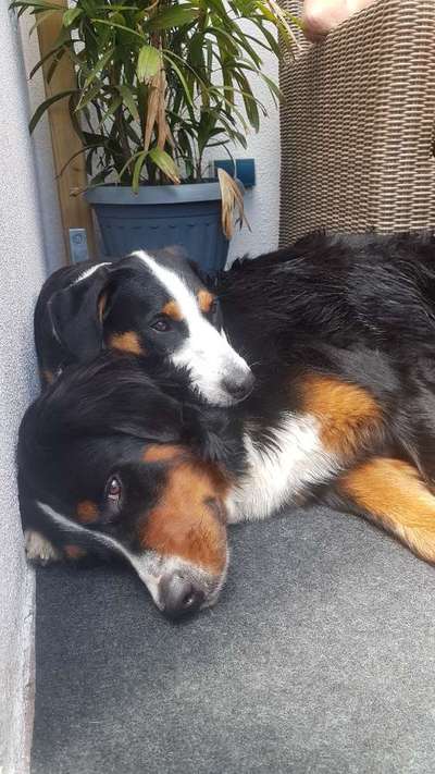 Bester Freund, Hundekumpel - zeigt her!-Beitrag-Bild