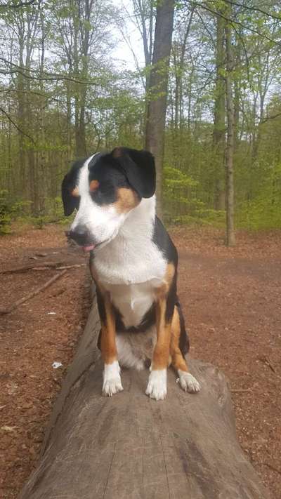 Die Dogorama-Wochen-Challenge "Die schönste Grimasse"-Beitrag-Bild