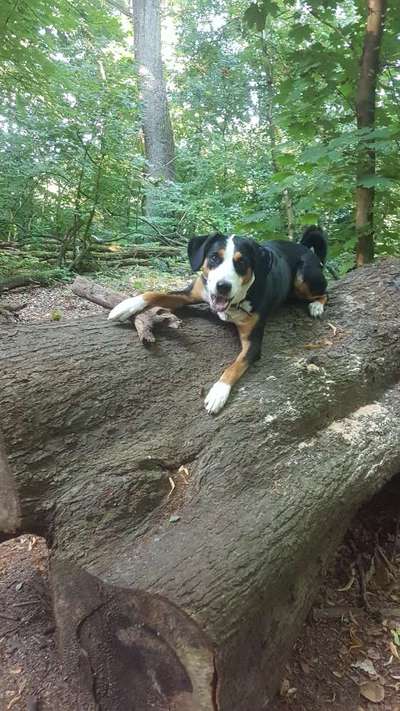 Appenzeller Sennenhunde-Beitrag-Bild