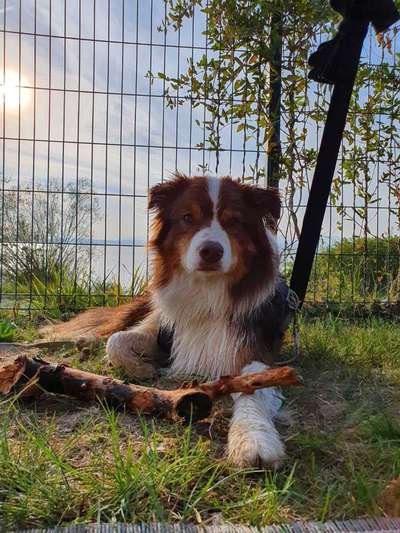 Hundetreffen-Aussie sucht Aussie-Bild