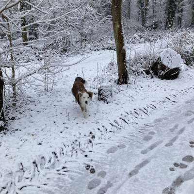 Hundetreffen-Buddy 8 Monate alter Border Collie sucht ein paar Kumpel im Weitmarer-Holz oder im Schlosspark.-Bild