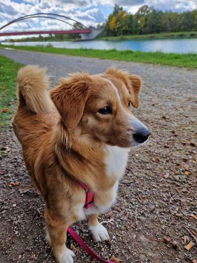 Dogorama Photo Challenge - Gassipause-Beitrag-Bild