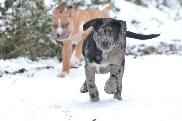 Louisiana Catahoula Leopard Dog-Beitrag-Bild