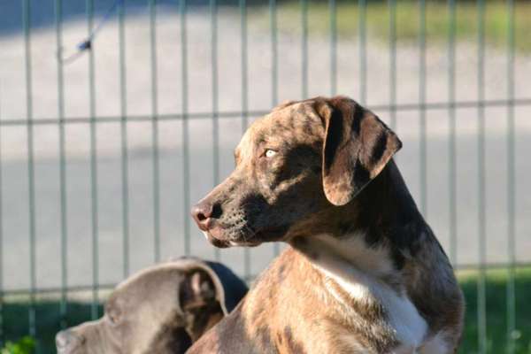 Louisiana Catahoula Leopard Dog-Beitrag-Bild