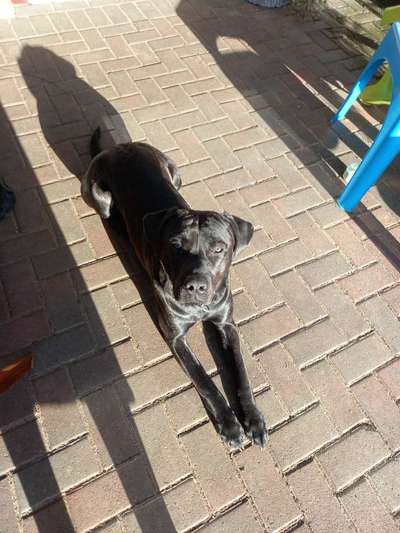 Hundetreffen-Vorbereitung auf BH Prüfung. Gehen mit anderen Hunden und Spiel-Bild