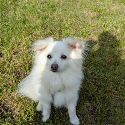 Hundetreffen-Gemeinsame Gassirunde (Kleinhunde)-Bild