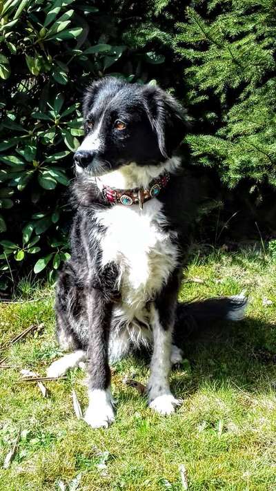 Zeigt mal eure border Collies :)-Beitrag-Bild