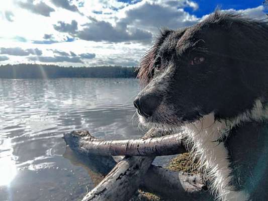 156. Fotochallenge *** DEIN HUND UND DIE WUNDERSCHÖNEN WOLKEN ***-Beitrag-Bild