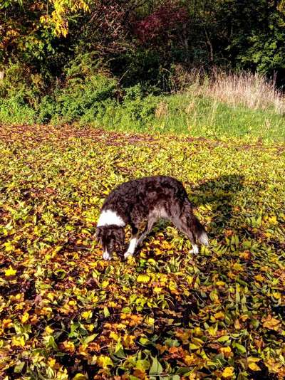 26. Farben Fotochallenge "Herbstfarben"-Beitrag-Bild