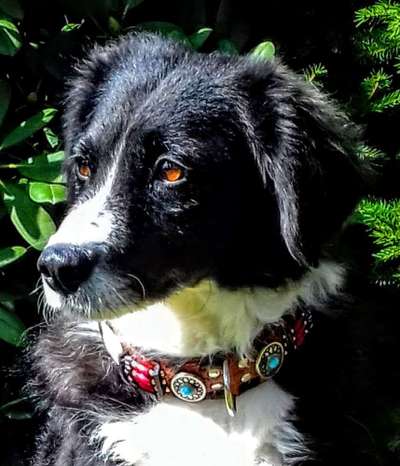 25. Farben Fotochallenge ,,Bernstein"-Beitrag-Bild