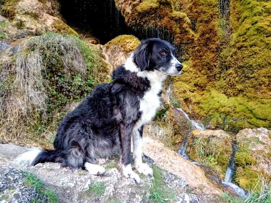 Dogorama Photo Challenge - Wasserfall-Beitrag-Bild