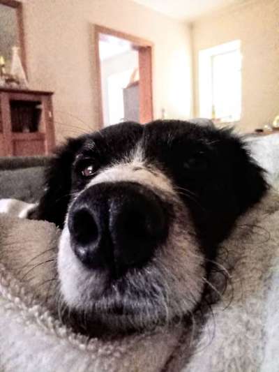 42. Handy Fotochallenge - Den richtigen Riecher haben-Beitrag-Bild