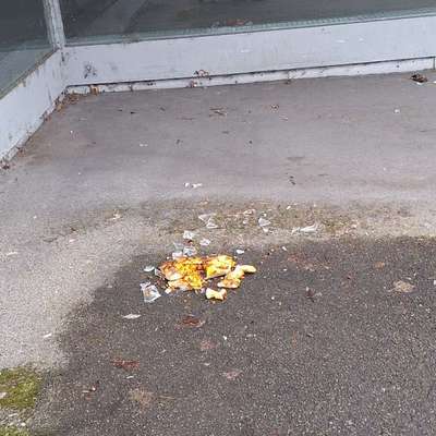 Giftköder-Scherben in einer Pizza-Bild