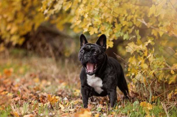 Zeigt her eure Frenchi-Beitrag-Bild