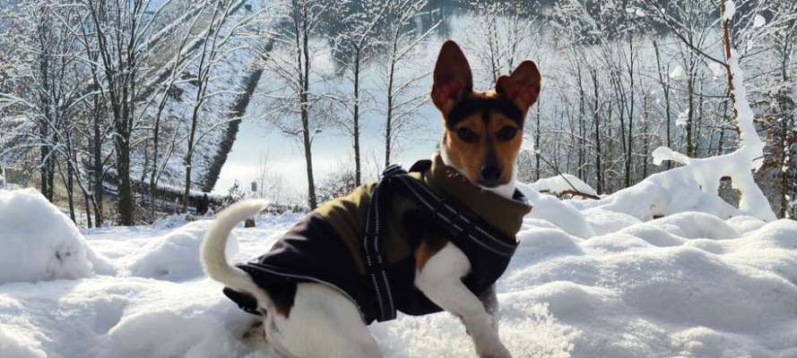 Hundetreffen-Spielrunde oder lange Spaziergänge-Bild