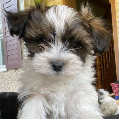 Hundetreffen-Welpentreff Potsdam Kirchsteigfeld-Bild