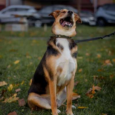 Anspringen und teilweises schnappen (nicht aggressiv), Bellen-Beitrag-Bild