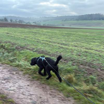 Hundetreffen-Suche Spielgefährte für unseren Hund-Bild