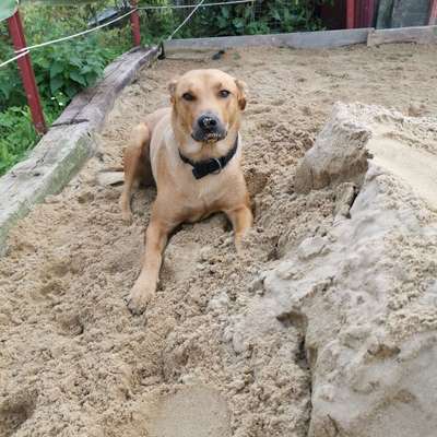 Hundetreffen-Amy sucht Spielkameraden-Bild