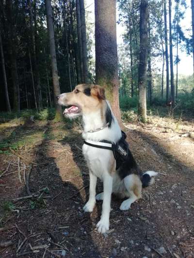 Hundetreffen-Spielkameraden / Gassi Partner-Bild