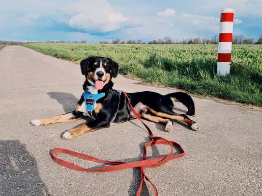 Schweizer Sennenhunde-Beitrag-Bild