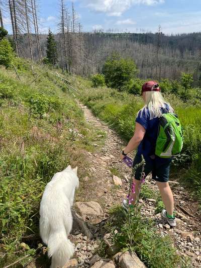 Hundetreffen-Social Walk-Bild