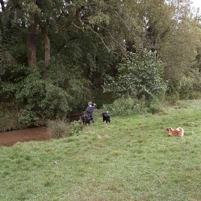 Hundetreffen-Gassirunde und spielen in der Senne, Schloss Neuhaus-Bild