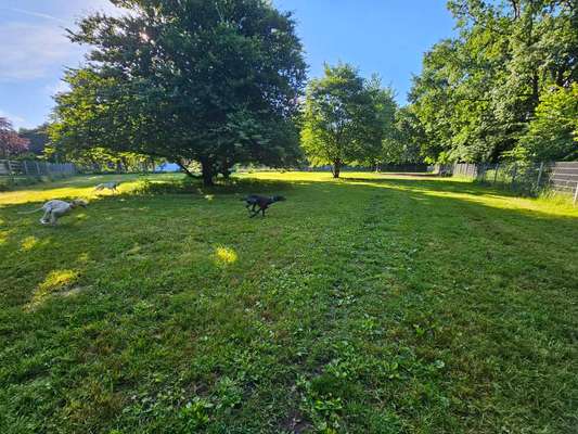 Hundeauslaufgebiet-Carlstraße am Osterhofpark-Bild