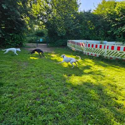 Hundeauslaufgebiet-Haartkoppelweg / Grünanlage Plöner Straße-Bild