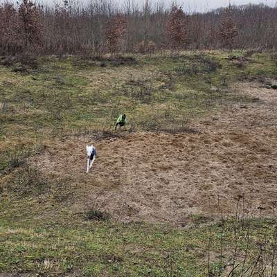 Hundeauslaufgebiet-Auslauf Mielkendorf-Bild