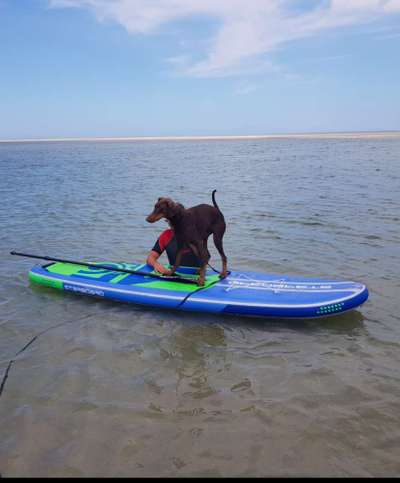 Dogorama-Monats-Challenge-Mai "Wasser"-Beitrag-Bild