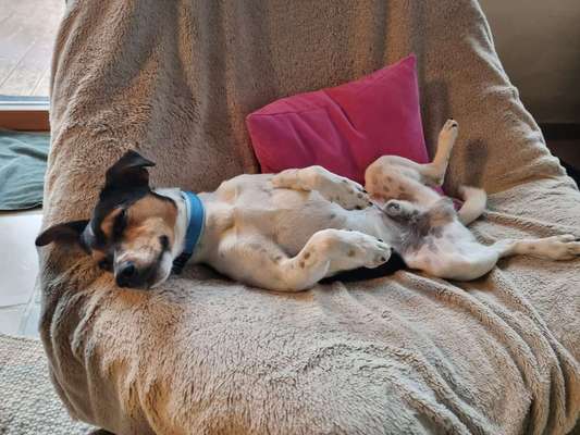 Wo sind die Jack und Parson Russell Terrier?-Beitrag-Bild