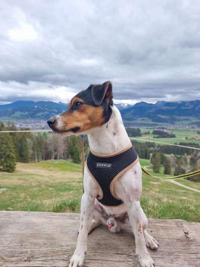 Wo sind die Jack und Parson Russell Terrier?-Beitrag-Bild