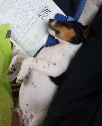 Zeigt euren Hund wo er was lustiges macht als Welpe-Beitrag-Bild