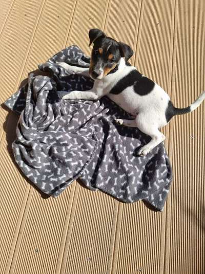 Welpen Bilder !-Beitrag-Bild