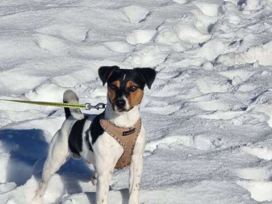 Wo sind die Jack und Parson Russell Terrier?-Beitrag-Bild
