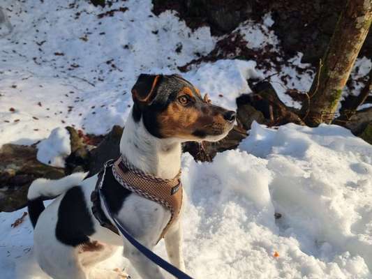 Schnee Foto-Beitrag-Bild