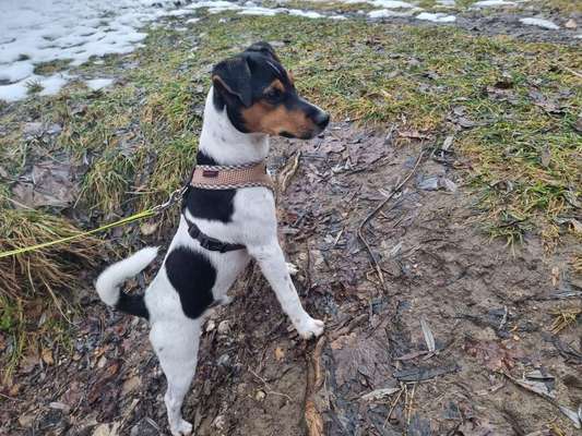 Wo sind die Jack und Parson Russell Terrier?-Beitrag-Bild